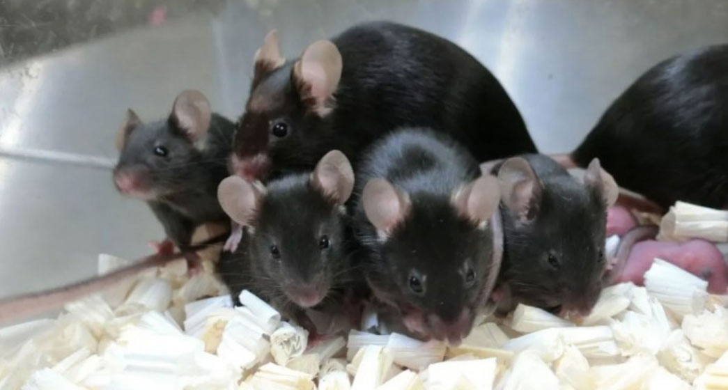 飼養密（mì）度如何確定1.jpg